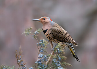 northern flicker on perch