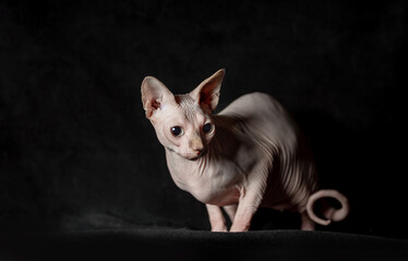 portrait of pink hairless sphinx purebred cat lying on a dark background