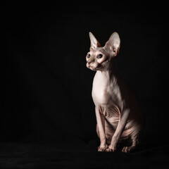 pink hairless sphinx purebred cat sits on black velvet on a dark background