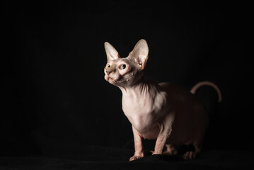 pink hairless sphinx purebred cat lying on black velvet on a dark background