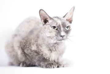 portrait of a silver cat of the Sphynx Brush breed on a white background