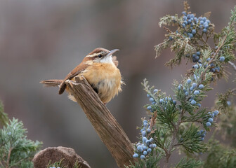 wren on branch