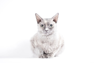Obraz premium portrait of a silver cat of the Sphynx Brush breed on a white background