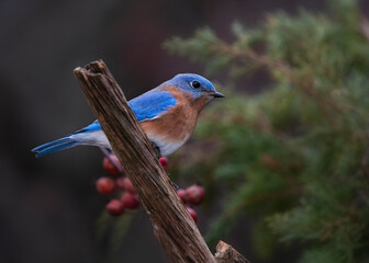 Bluebird on perch
