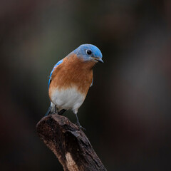 Bluebird on perch