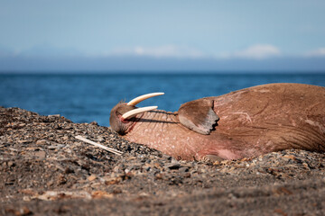 shot of The walrus (Odobenus rosmarus) lying down enjoying a sunny day and basking on the sun and...