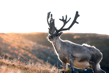 a shot of a massive Svalbard reindeer posing right in front of the lens and showing its strength, a sunny and warm day in the middle of the wilderness, The Svalbard reindeer (Rangifer tarandus)