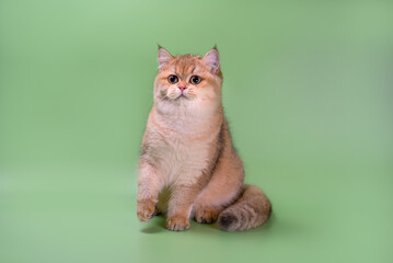 british shorthair cat sitting on a green background