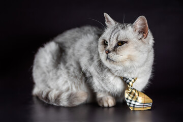 one gray cat in a tie on a black background