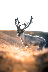 a shot of a massive Svalbard reindeer posing right in front of the lens and showing its strength, a sunny and warm day in the middle of the wilderness, The Svalbard reindeer (Rangifer tarandus)