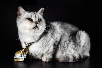 one gray cat in a tie on a black background