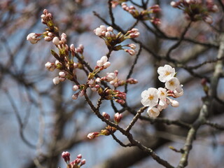 桜　咲きはじめのソメイヨシノ