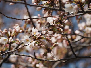 桜　咲きはじめのソメイヨシノ