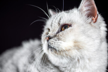 portrait of a gray cat