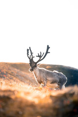 a shot of a massive Svalbard reindeer posing right in front of the lens and showing its strength, a sunny and warm day in the middle of the wilderness, The Svalbard reindeer (Rangifer tarandus) © Dominik