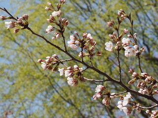 桜のつぼみと新緑