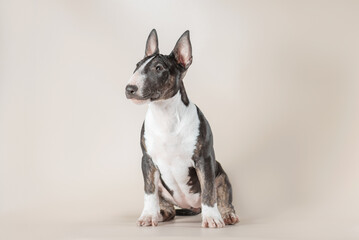 tiger puppy of a mini-bull terrier sits on a light beige background