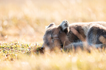 The Arctic fox (Vulpes lagopus) basking in the sun and relaxing in the middle of wild nature, a...