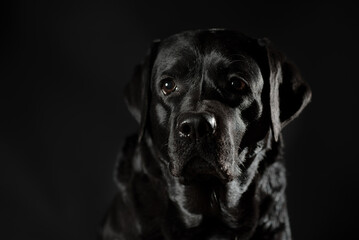 portrait of a black labrador on a black background in a low key