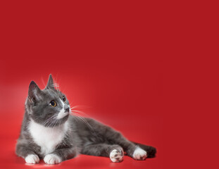silver-and-white cat lying on a red background