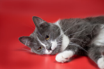 silver-and-white cat relaxing on a red background