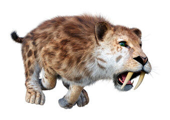 Fototapeta premium 3D Rendering Sabertooth Tiger on White