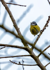 Dublin's Azure Charm - Blue Tit (Cyanistes caeruleus) in Phoenix Park