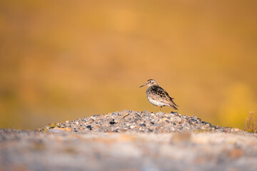 shot of The purple sandpiper (Calidris maritima) cute bird standing on a rock and enjoying the sun rays, posing in front of the lens, wild Svalbard nature, cold and frosty area,