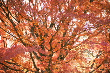 大きな紅葉の木