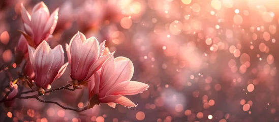 Foto auf Leinwand soft focus magnolia flowers with bokeh glitter glow light, beautiful wildflower blossom landscape, Generative Ai © SAHURI