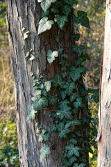 Du lierre sur un tronc d'arbre éclairé par le soleil
