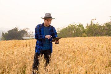 Naklejka na ściany i meble Smart young Asian male farmer in a plaid shirt works in a wheat and barley field under the sunlight at sunset. Harvest concept