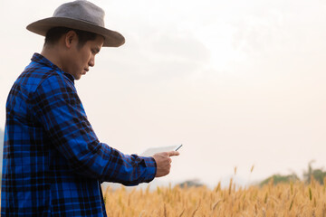 Smart young Asian male farmer in a plaid shirt works in a wheat and barley field under the sunlight...