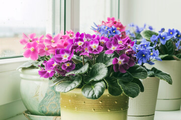 Blooming homemade multi-colored violets on an indoor windowsill.