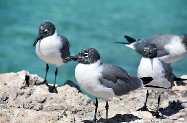 Side Profile of a Laughing Gull on a Rock