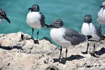 Laughing Gulls in the Tropics on a Rock