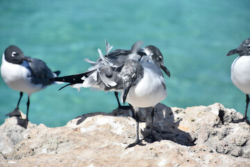 Laughing Gull with Feathers Blowing in the Wind
