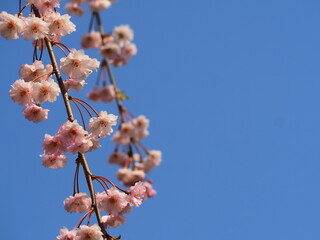 日本の春　枝垂れ桜