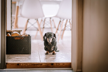  black dachshund in a hallway with a wicker basket and modern chairs in the background.