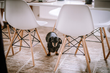  black dachshund between white modern chairs on a tiled floor, looking at the camera.