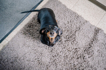 black and tan dachshund looking up at the camera, standing on a shaggy gray rug.