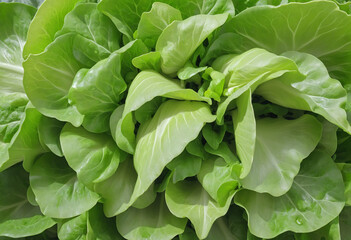 Fototapeta na wymiar Assorted Types of Fresh Lettuce isolated on White Background