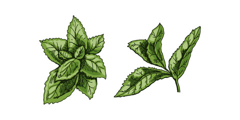 Organic food. Hand-drawn colored vector sketch of mint leaves. Doodle vintage illustration. Decorations for the menu and labels. Engraved image. - obrazy, fototapety, plakaty