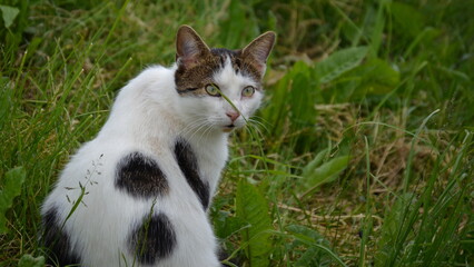 Portrait of an adult white cat with dark spots on its back against the background of grass. Russia.