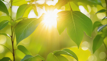 Sunlit Yellow Bokeh Abstract Leaf Background with Copyspace