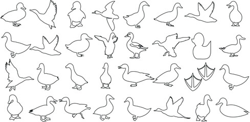 Duck line art, minimalist ducks design, various poses of duck. Perfect for logo, branding, illustrations. Elegant simplicity, versatile functionality.  detailed precision, quality professional