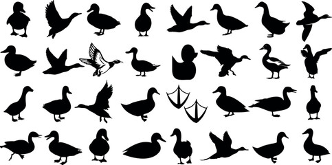 Duck silhouettes, duck vector collection, various poses, black isolated figures on white background, perfect for wildlife, nature-themed designs, logos - obrazy, fototapety, plakaty
