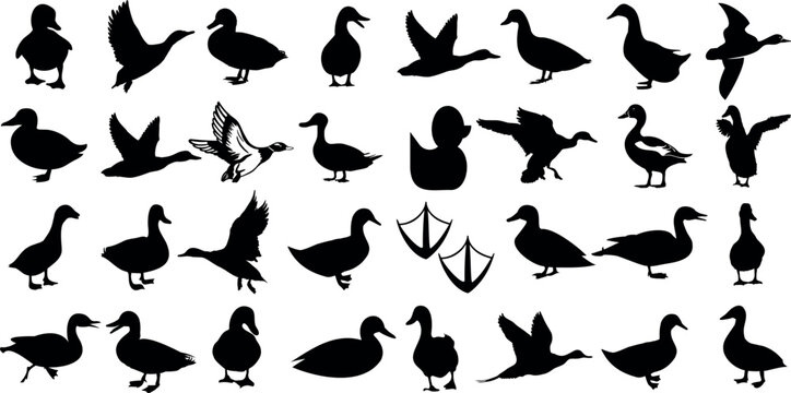 Duck silhouettes, duck vector collection, various poses, black isolated figures on white background, perfect for wildlife, nature-themed designs, logos