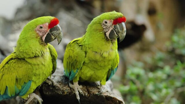 The great green macaw (Ara ambiguus), also known as Buffon's macaw or the great military macaw on a wood tree branch