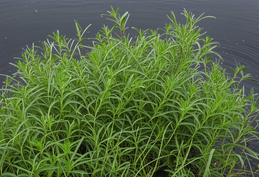 Hydrilla verticillata